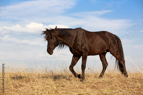 Trakehner black stallion in spring field