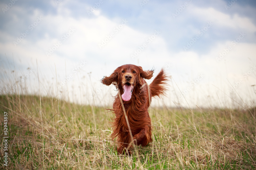 Red irish setter dog in field