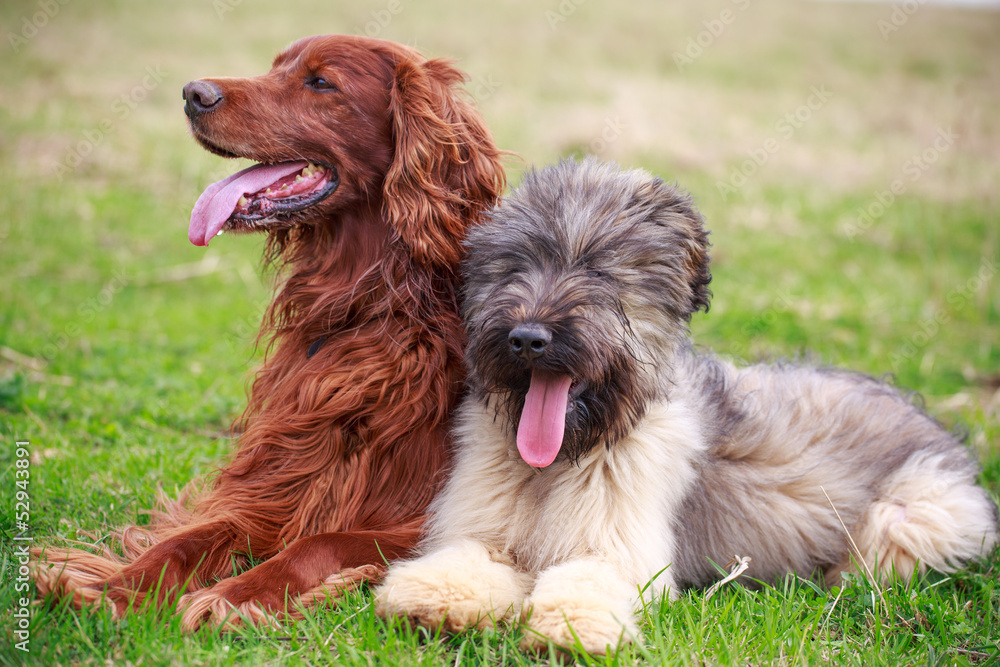 red irish setter and briard