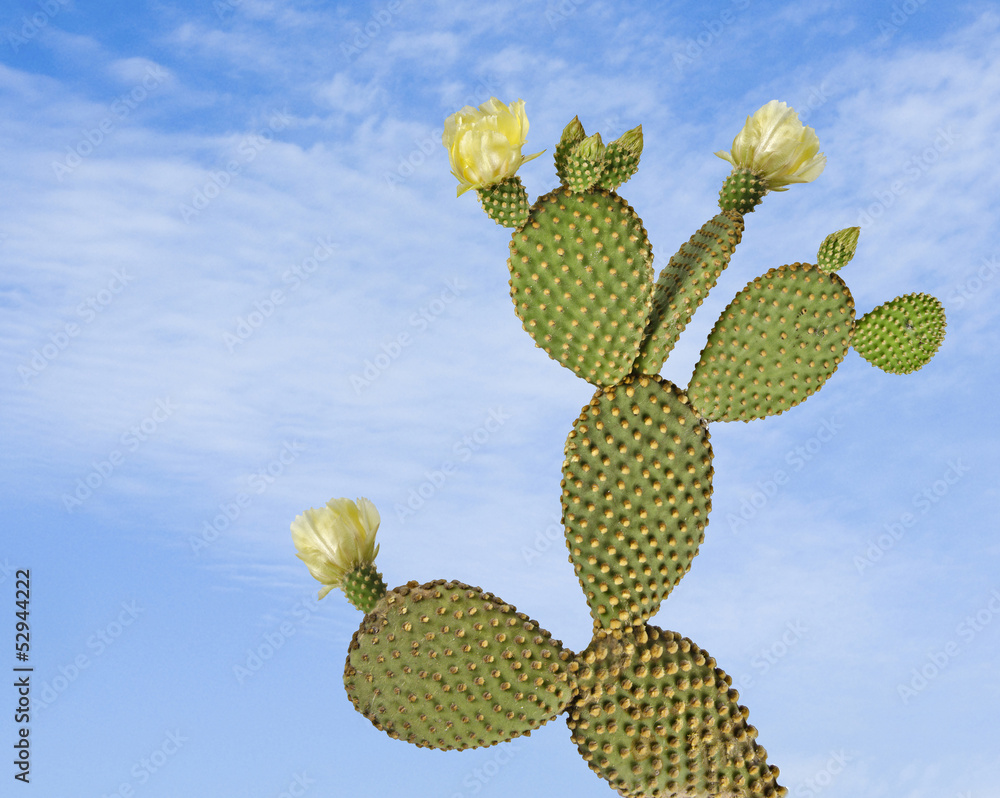 Opuntia cactus Opuntia cactus
