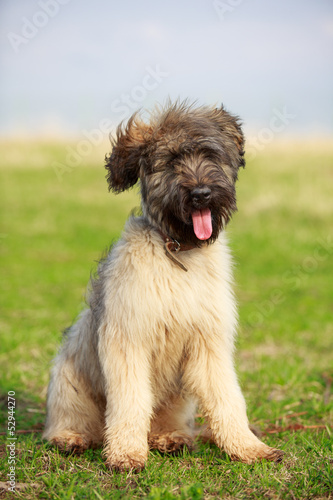 Obraz na plátně little pale yellow briard puppy