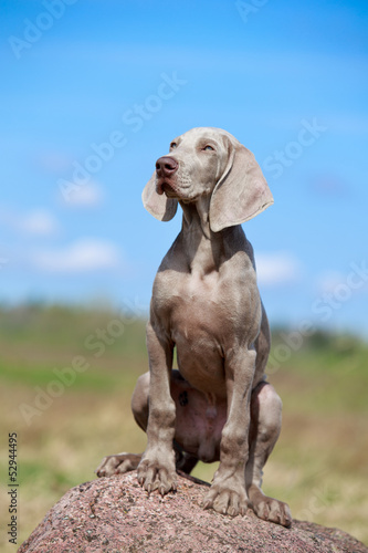 wemaraner puppy portrait