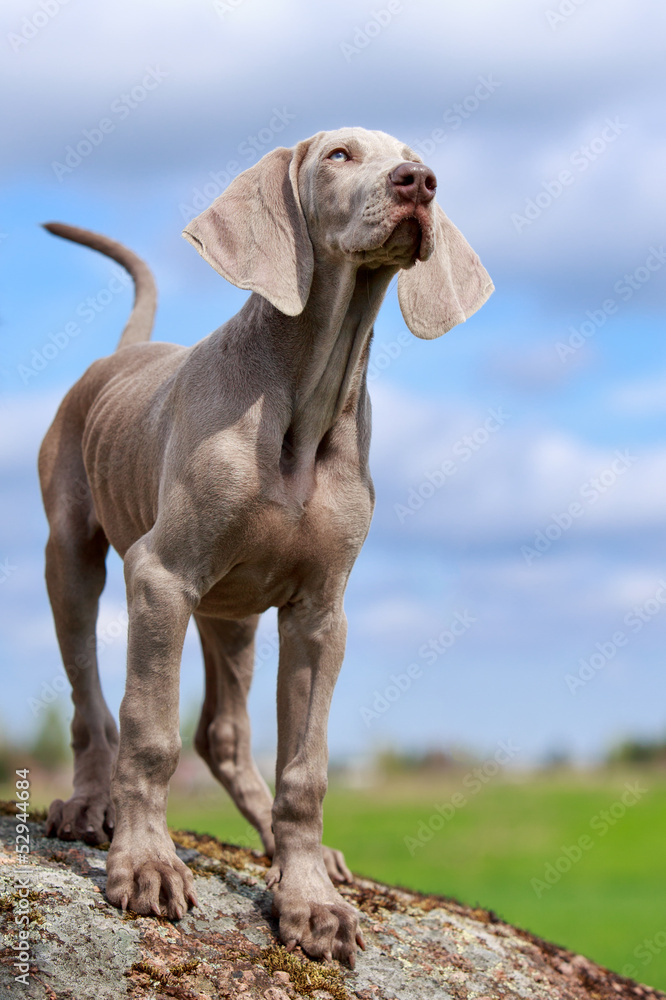 wemaraner puppy at rock