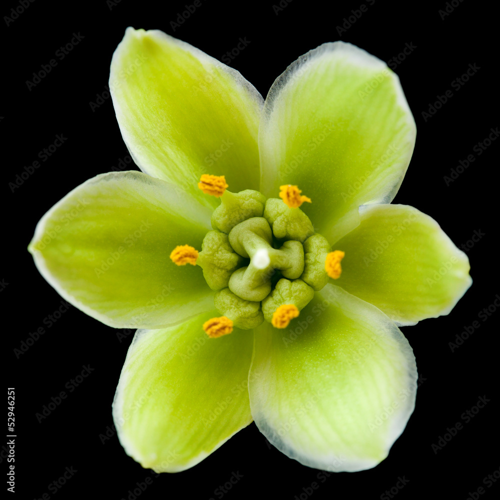 Fototapeta premium yucca flower