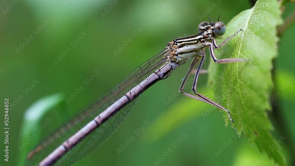 Speer-Azurjungfer - Coenagrion hastulatum Speer-Azurjungfer - Coenagrion hastulatum