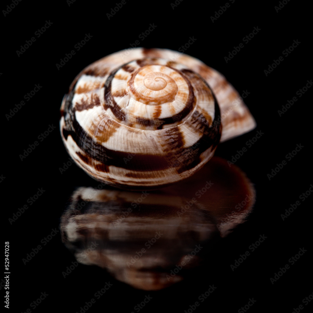 small seasnail shell