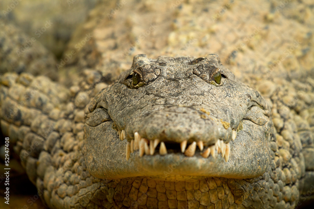 Obraz premium Head of crocodile in closeup