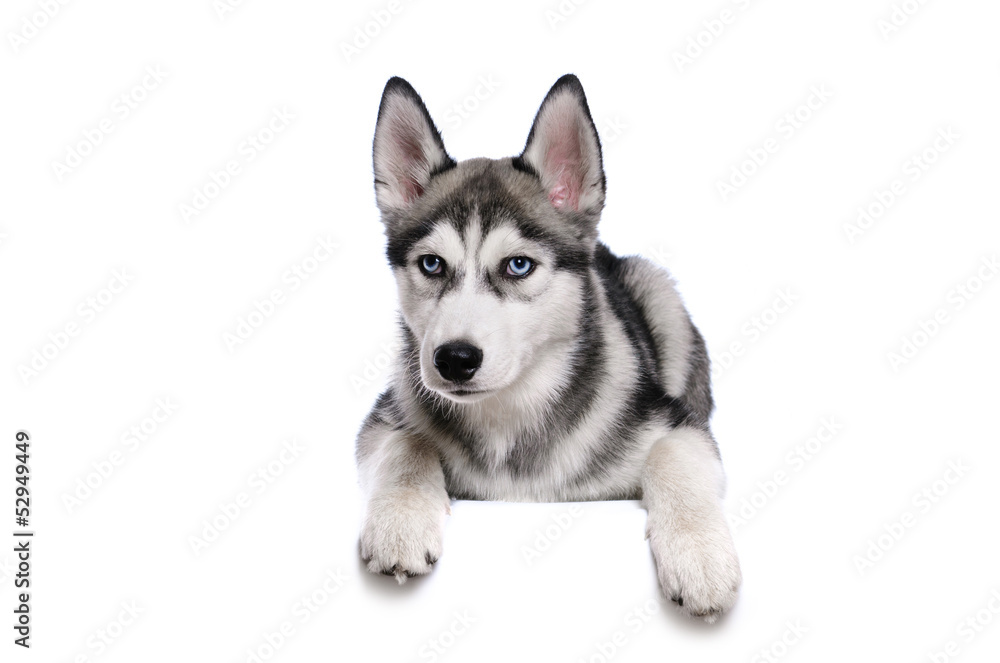 Siberian Husky on a white background