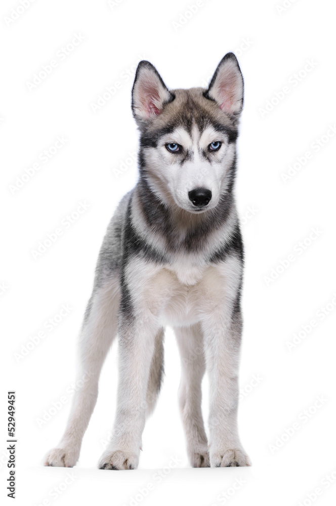 Siberian Husky on a white background