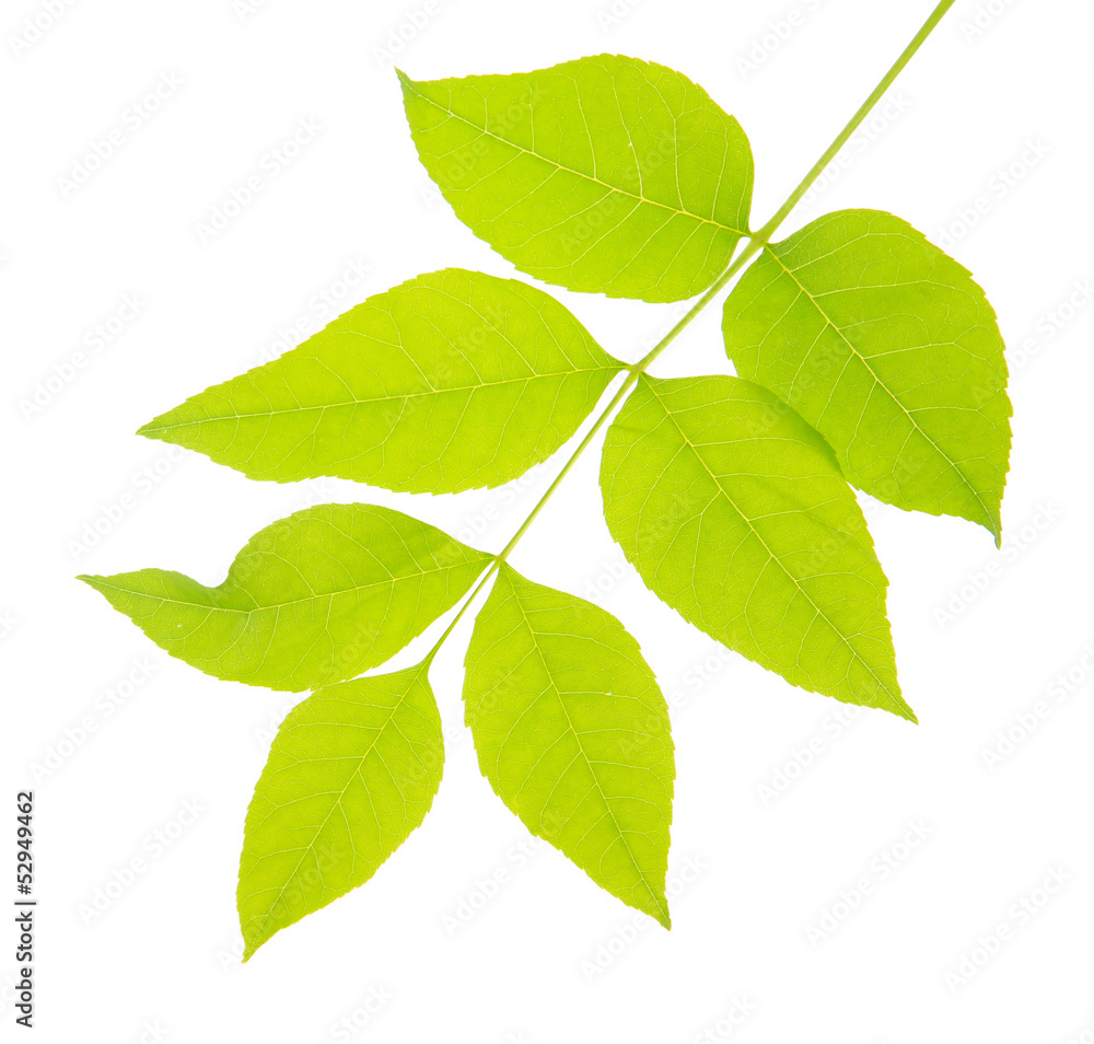 Green leaves isolated on white Green leaves isolated on white