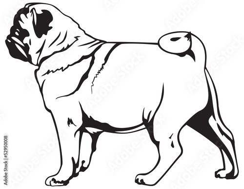 Pug dog breed
