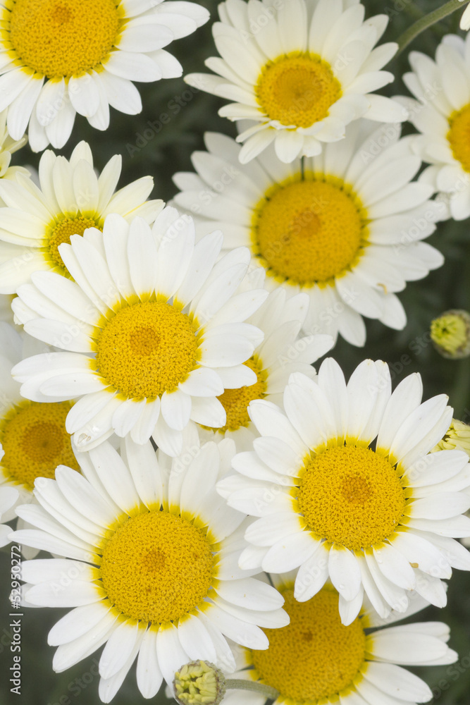 Fototapeta premium Daisy