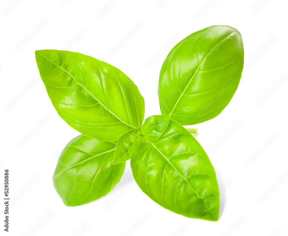Fototapeta premium basil leaves