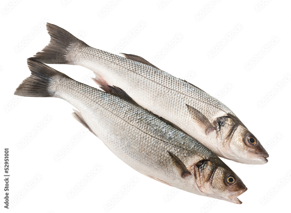 Sea bass Sea bass