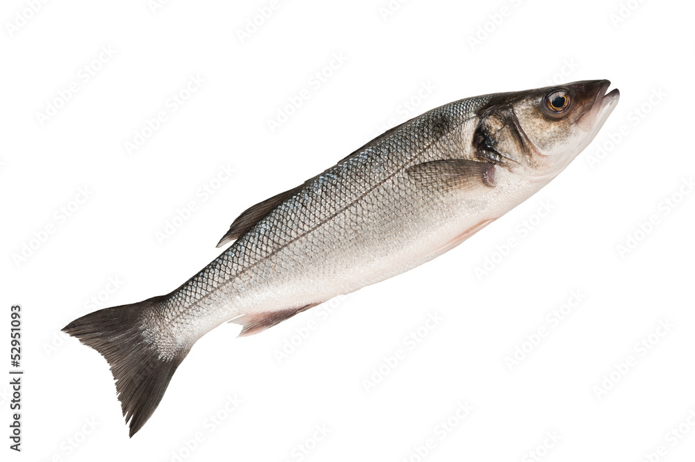 Obraz premium Sea bass