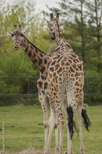 Giraffe  Giraffa camelopardalis 