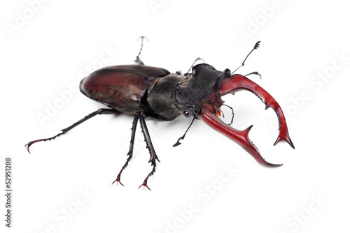 Brown stag beetle Lucanus cervus