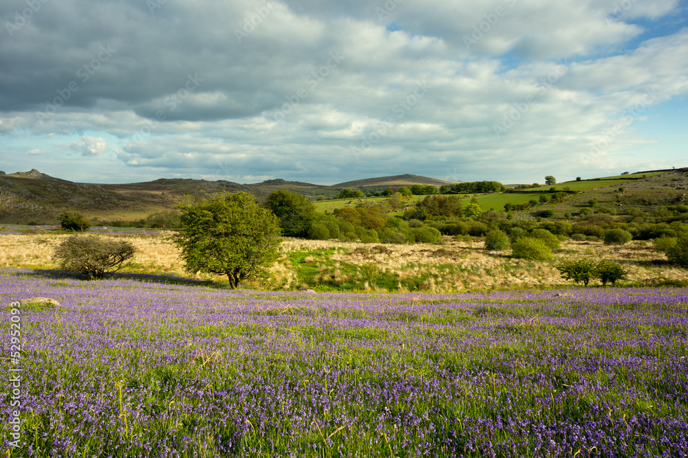 Bluebells Holwell Lawn, Dartmoor, Devon, Uk
