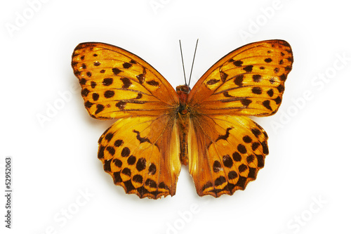Schmetterling, Leopard Nymphalid