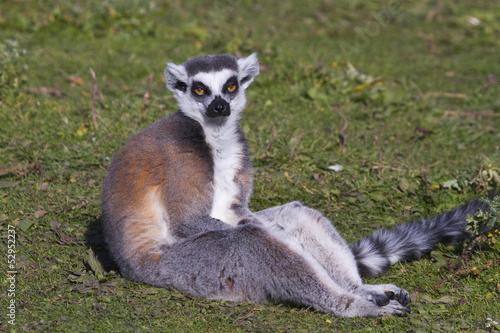 Ring-tailed lemur  (Lemur catta) © chris2766