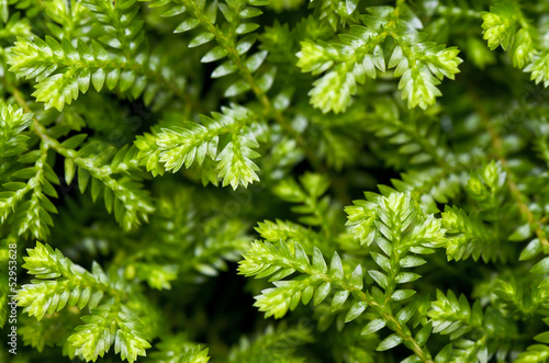 Selaginella kraussiana ( Trailing Selaginella )