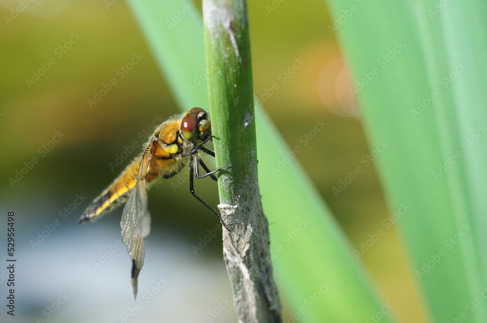 Naklejka premium Piękno ważki