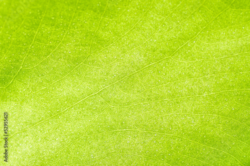 green-yellow  leaf texture