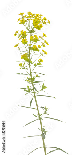 yellow spurge