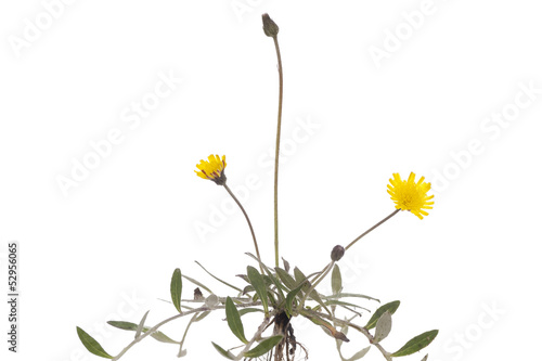 Hieracium pilosella