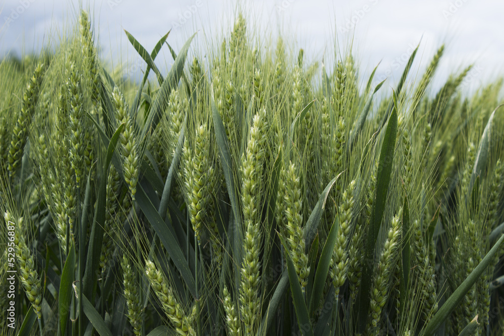 Fototapeta premium barley