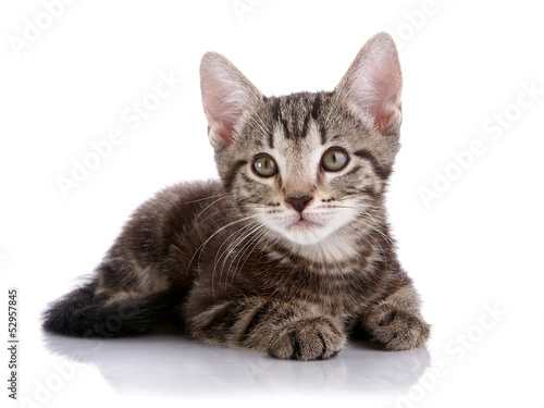 Striped Small kitten lies on a white background.