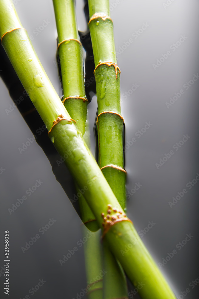 Bamboo dipped in water Bamboo dipped in water