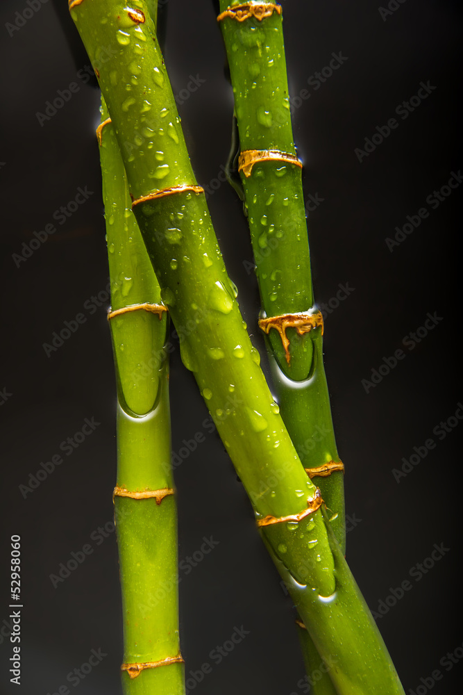 Obraz premium Drops on bamboo