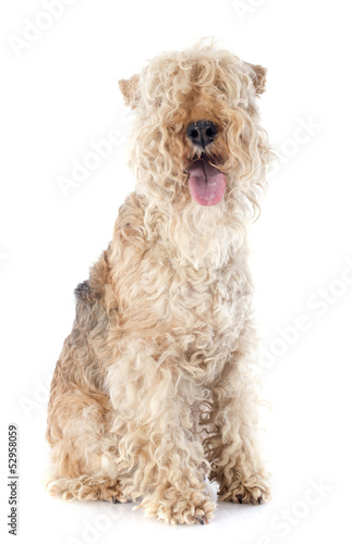 Fotografie lakeland terrier