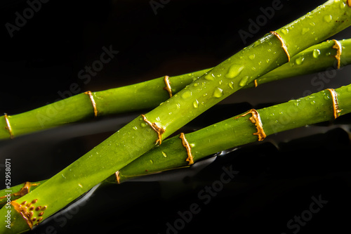 Bamboo drops background