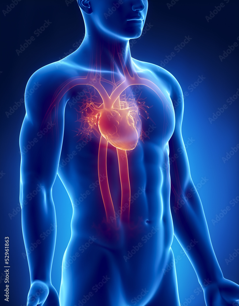 Circulatory system male anatomy anterior x-ray view