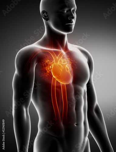 Foto Circulatory system male anatomy anterior x-ray view