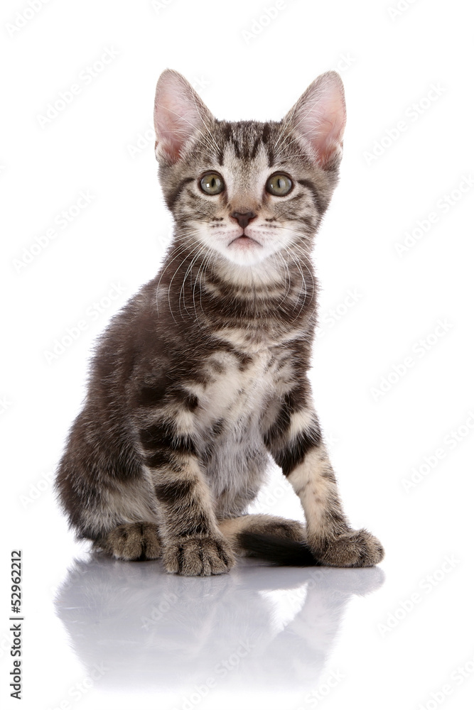 Striped Small kitten sits on a white background.