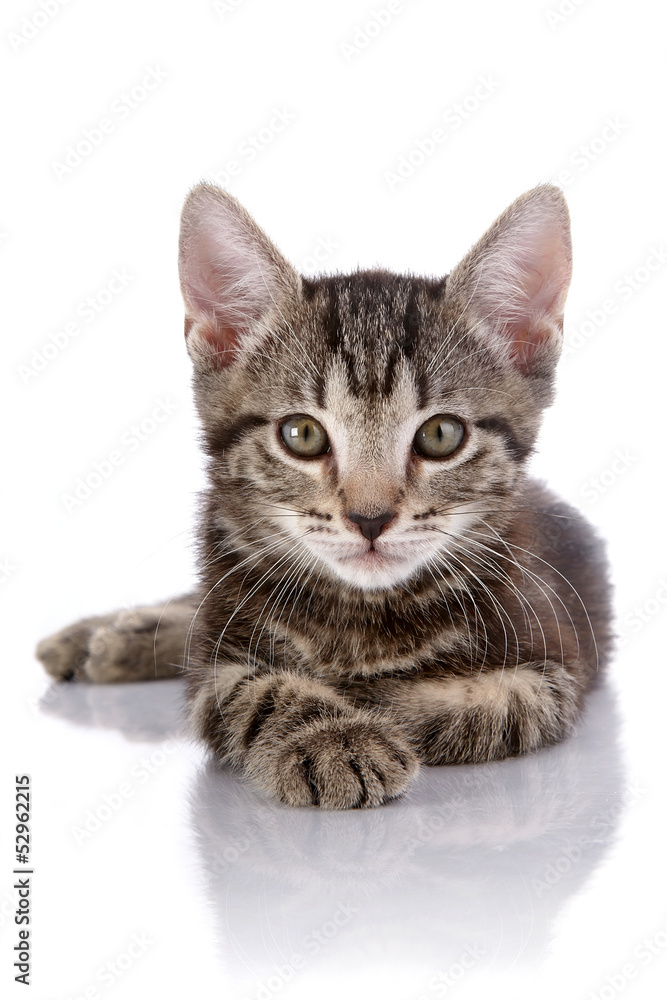 Fototapeta premium Striped kitten lies on a white background.