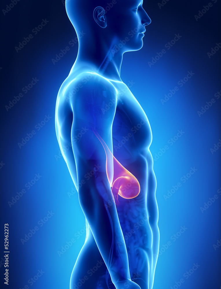 Stomach male anatomy lateral x-ray view Stomach male anatomy lateral x-ray view