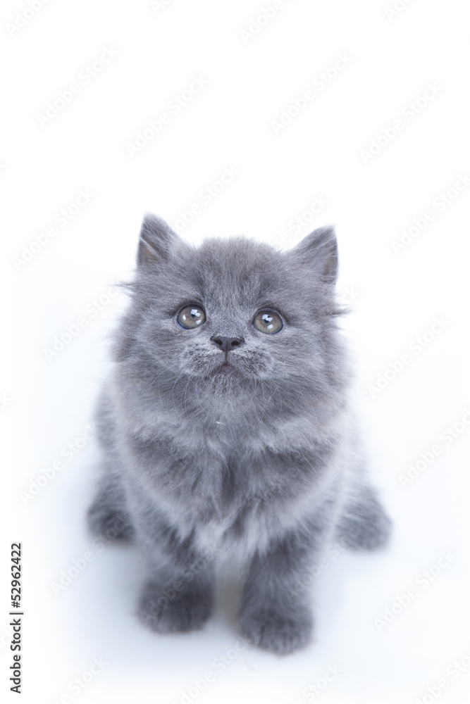 Little gray kitten playing