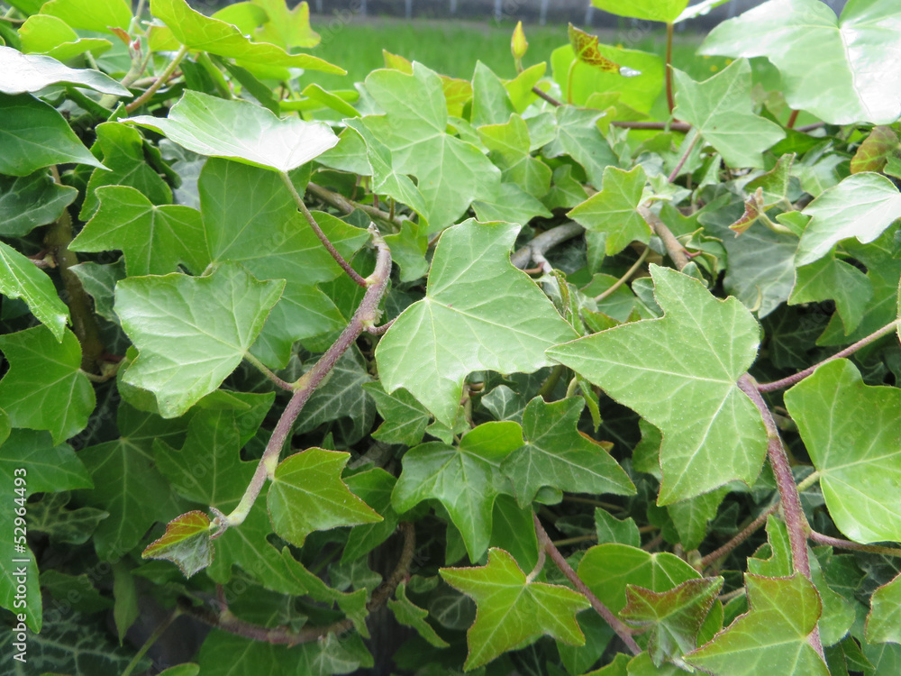 Obraz premium Ivy Background