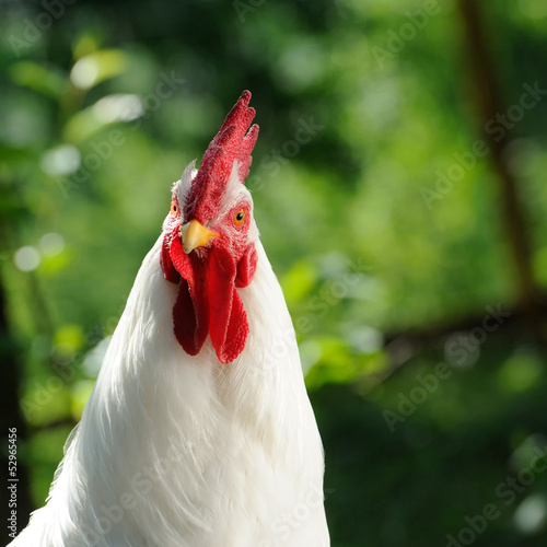 Fotografering White Cockerel (Rooster)