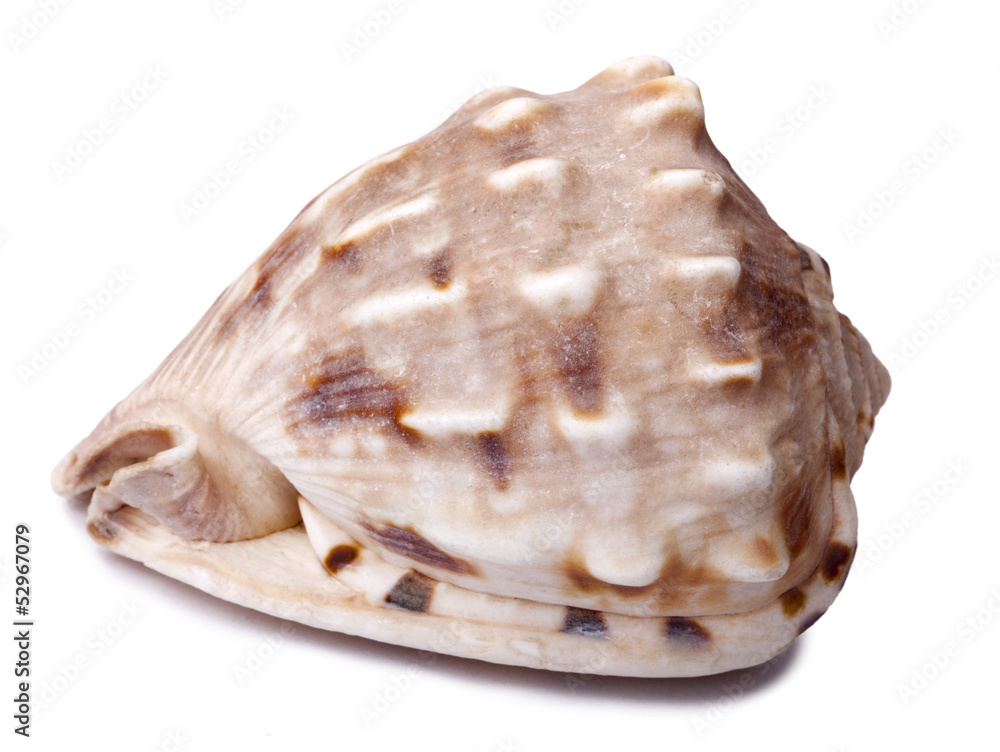 Isolated Conch Shell