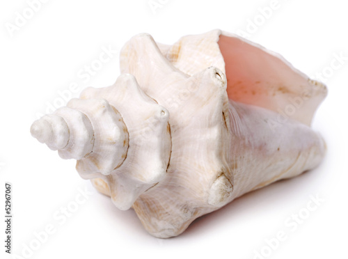 Conch Shell - Diagonal Front