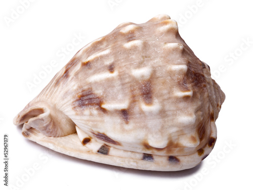 Isolated Conch Shell