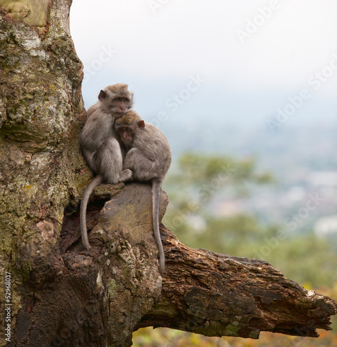 Two monkeys