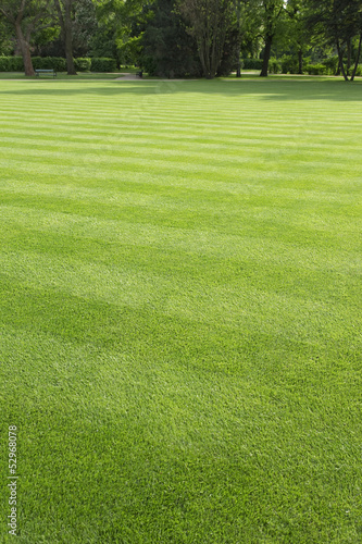 green, striped lawn in the park