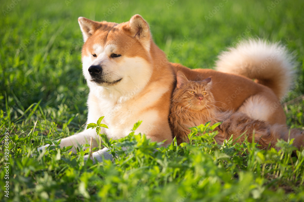 Dog and cat in a grass