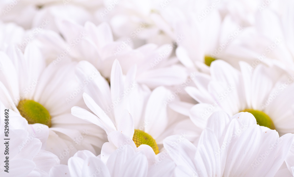 Beautiful chamomile flowers Beautiful chamomile flowers